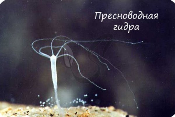 Кракен маркетплейс купить порошок